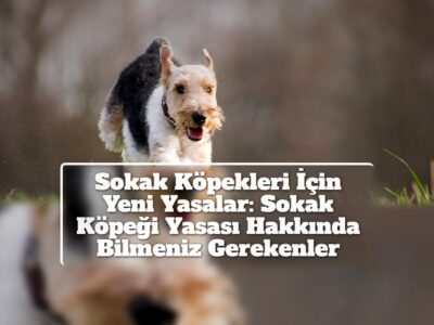 Sokak Köpekleri İçin Yeni Yasalar: Sokak Köpeği Yasası Hakkında Bilmeniz Gerekenler