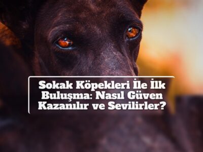 Sokak Köpekleri İle İlk Buluşma: Nasıl Güven Kazanılır ve Sevilirler?