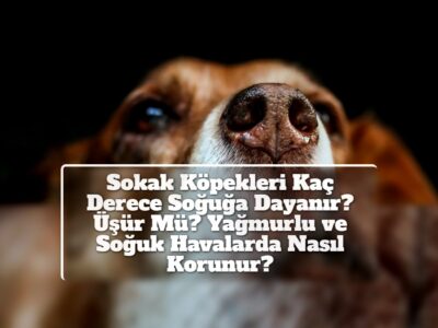 Sokak Köpekleri Kaç Derece Soğuğa Dayanır? Üşür Mü? Yağmurlu ve Soğuk Havalarda Nasıl Korunur?