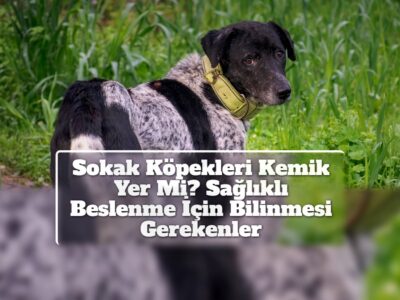 Sokak Köpekleri Kemik Yer Mi? Sağlıklı Beslenme İçin Bilinmesi Gerekenler