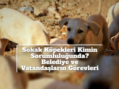 Sokak Köpekleri Kimin Sorumluluğunda? Belediye ve Vatandaşların Görevleri