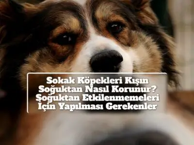 Sokak Köpekleri Kışın Soğuktan Nasıl Korunur? Soğuktan Etkilenmemeleri İçin Yapılması Gerekenler