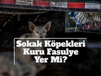 Sokak Köpekleri Kuru Fasulye Yer Mi?