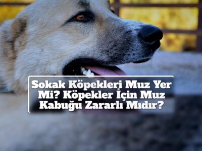 Sokak Köpekleri Muz Yer Mi? Köpekler İçin Muz Kabuğu Zararlı Mıdır?