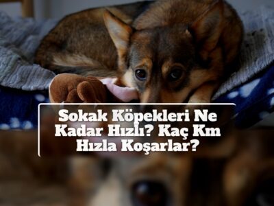 Sokak Köpekleri Ne Kadar Hızlı? Kaç Km Hızla Koşarlar?