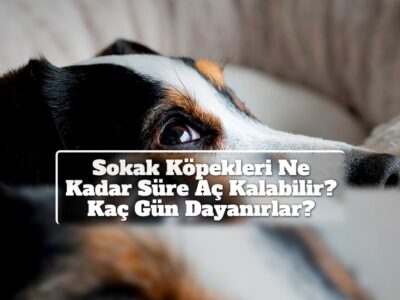 Sokak Köpekleri Ne Kadar Süre Aç Kalabilir? Kaç Gün Dayanırlar?