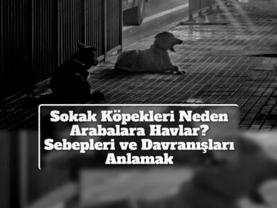 Sokak Köpekleri Neden Arabalara Havlar? Sebepleri ve Davranışları Anlamak