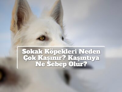 Sokak Köpekleri Neden Çok Kaşınır? Kaşıntıya Ne Sebep Olur?