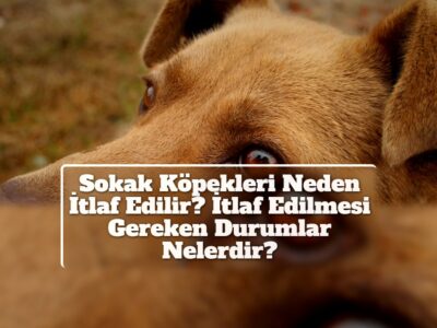 Sokak Köpekleri Neden İtlaf Edilir? İtlaf Edilmesi Gereken Durumlar Nelerdir?