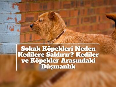 Sokak Köpekleri Neden Kedilere Saldırır? Kediler ve Köpekler Arasındaki Düşmanlık