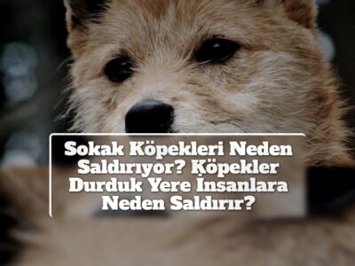 Sokak Köpekleri Neden Saldırıyor? Köpekler Durduk Yere İnsanlara Neden Saldırır?