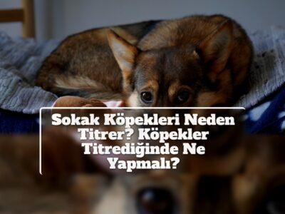 Sokak Köpekleri Neden Titrer? Köpekler Titrediğinde Ne Yapmalı?