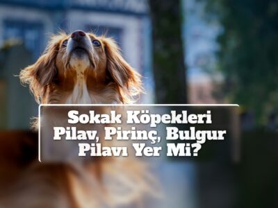 Sokak Köpekleri Pilav, Pirinç, Bulgur Pilavı Yer Mi?