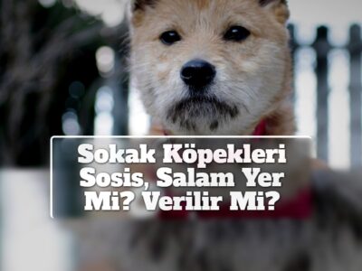 Sokak Köpekleri Sosis, Salam Yer Mi? Verilir Mi?