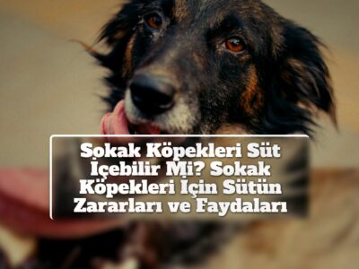 Sokak Köpekleri Süt İçebilir Mi? Sokak Köpekleri İçin Sütün Zararları ve Faydaları