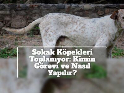 Sokak Köpekleri Toplanıyor: Kimin Görevi ve Nasıl Yapılır?