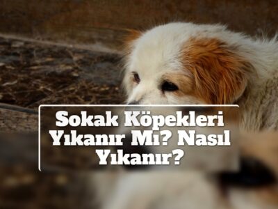 Sokak Köpekleri Yıkanır Mı? Nasıl Yıkanır?