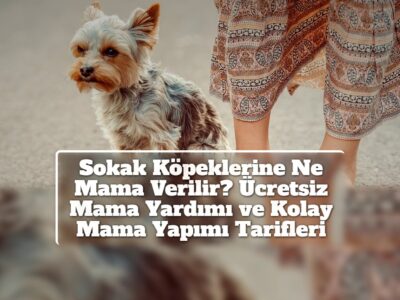 Sokak Köpeklerine Ne Mama Verilir? Ücretsiz Mama Yardımı ve Kolay Mama Yapımı Tarifleri