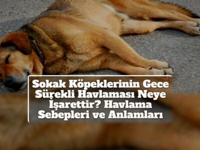 Sokak Köpeklerinin Gece Sürekli Havlaması Neye İşarettir? Havlama Sebepleri ve Anlamları