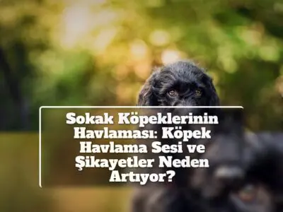 Sokak Köpeklerinin Havlaması: Köpek Havlama Sesi ve Şikayetler Neden Artıyor?