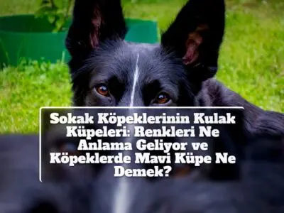 Sokak Köpeklerinin Kulak Küpeleri: Renkleri Ne Anlama Geliyor ve Köpeklerde Mavi Küpe Ne Demek?