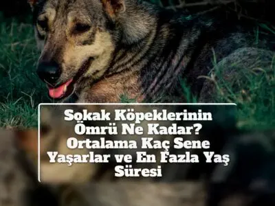 Sokak Köpeklerinin Ömrü Ne Kadar? Ortalama Kaç Sene Yaşarlar ve En Fazla Yaş Süresi