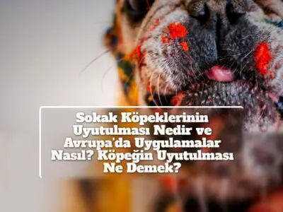 Sokak Köpeklerinin Uyutulması Nedir ve Avrupa'da Uygulamalar Nasıl? Köpeğin Uyutulması Ne Demek?