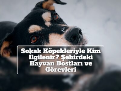 Sokak Köpekleriyle Kim İlgilenir? Şehirdeki Hayvan Dostları ve Görevleri