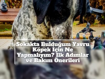 Sokakta Bulduğum Yavru Köpek İçin Ne Yapmalıyım? İlk Adımlar ve Bakım Önerileri