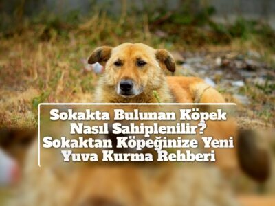 Sokakta Bulunan Köpek Nasıl Sahiplenilir? Sokaktan Köpeğinize Yeni Yuva Kurma Rehberi