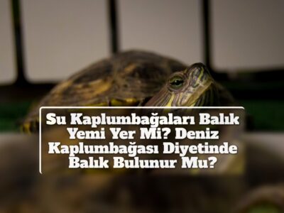 Su Kaplumbağaları Balık Yemi Yer Mi? Deniz Kaplumbağası Diyetinde Balık Bulunur Mu?