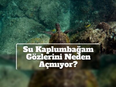 Su Kaplumbağam Gözlerini Neden Açmıyor?