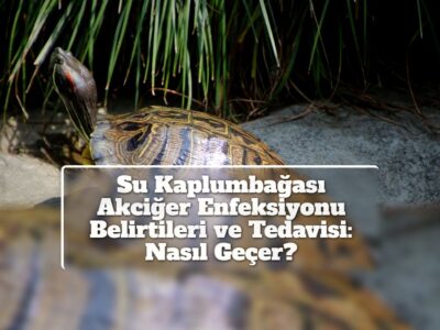 Su Kaplumbağası Akciğer Enfeksiyonu Belirtileri ve Tedavisi: Nasıl Geçer?