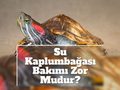 Su Kaplumbağası Bakımı Zor Mudur?