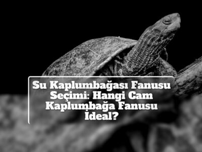 Su Kaplumbağası Fanusu Seçimi: Hangi Cam Kaplumbağa Fanusu İdeal?