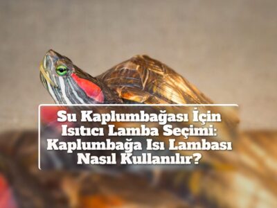 Su Kaplumbağası İçin Isıtıcı Lamba Seçimi: Kaplumbağa Isı Lambası Nasıl Kullanılır?