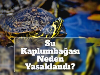 Su Kaplumbağası Neden Yasaklandı?