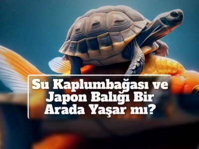 Su Kaplumbağası ve Japon Balığı Bir Arada Yaşar mı?