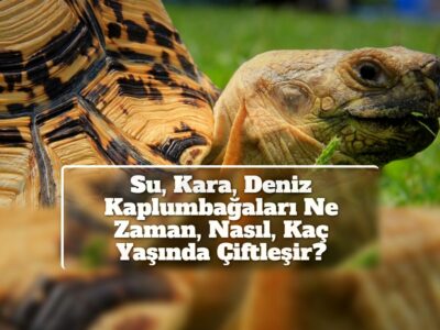 Su, Kara, Deniz Kaplumbağaları Ne Zaman, Nasıl, Kaç Yaşında Çiftleşir?