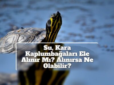 Su, Kara Kaplumbağaları Ele Alınır Mı? Alınırsa Ne Olabilir?