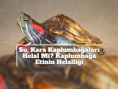 Su, Kara Kaplumbağaları Helal Mi? Kaplumbağa Etinin Helalliği