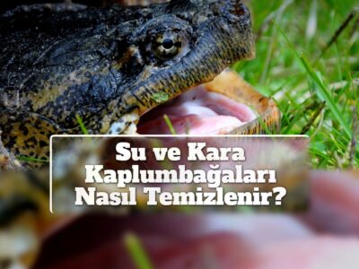 Su ve Kara Kaplumbağaları Nasıl Temizlenir?