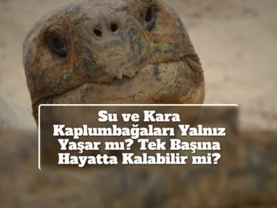 Su ve Kara Kaplumbağaları Yalnız Yaşar mı? Tek Başına Hayatta Kalabilir mi?