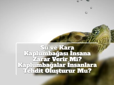 Su ve Kara Kaplumbağası İnsana Zarar Verir Mi? Kaplumbağalar İnsanlara Tehdit Oluşturur Mu?