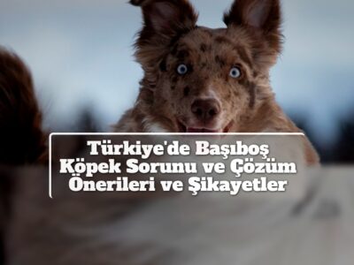 Türkiye'de Başıboş Köpek Sorunu ve Çözüm Önerileri ve Şikayetler