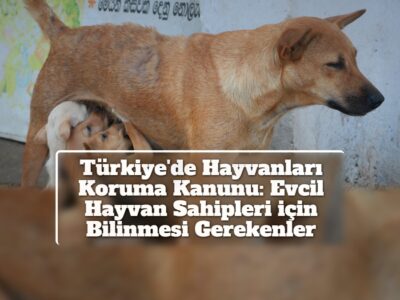 Türkiye'de Hayvanları Koruma Kanunu: Evcil Hayvan Sahipleri için Bilinmesi Gerekenler