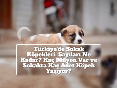 Türkiye'de Sokak Köpekleri: Sayıları Ne Kadar? Kaç Milyon Var ve Sokakta Kaç Adet Köpek Yaşıyor?