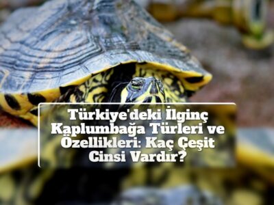 Türkiye'deki İlginç Kaplumbağa Türleri ve Özellikleri: Kaç Çeşit Cinsi Vardır?