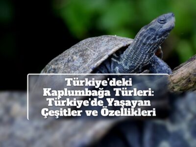 Türkiye'deki Kaplumbağa Türleri: Türkiye'de Yaşayan Çeşitler ve Özellikleri