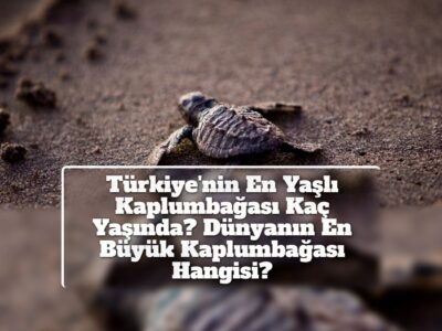 Türkiye'nin En Yaşlı Kaplumbağası Kaç Yaşında? Dünyanın En Büyük Kaplumbağası Hangisi?